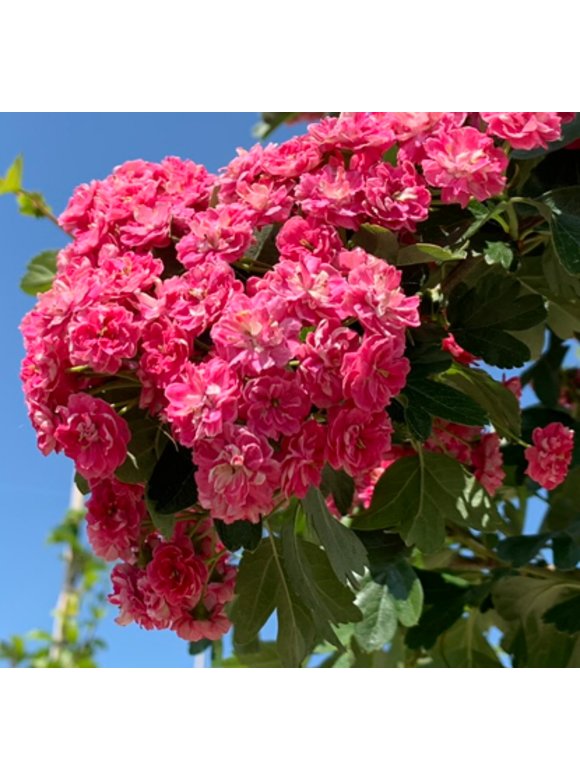 Rotdorn 'Pauls Scarlet' - Mehrstämmig | Crataegus media 'Pauls Scarlet' Rotdorn 'Pauls Scarlet' - Mehrstämmig | Crataegus media 'Pauls Scarlet'