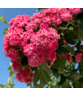 Rotdorn 'Pauls Scarlet' - Mehrstämmig | Crataegus media 'Pauls Scarlet' Rotdorn 'Pauls Scarlet' - Mehrstämmig | Crataegus media 'Pauls Scarlet'