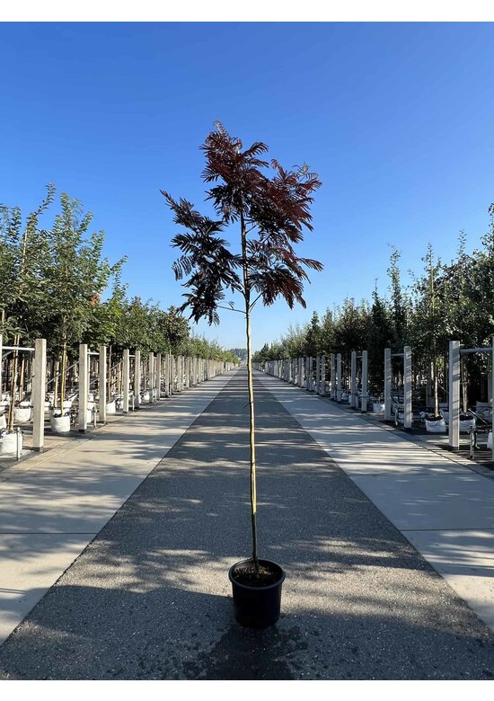 Seidenbaum - Schlafbaum - Seidenakazie 'Summer Chocolate' | Albizia julibrissin 'Summer Chocolate'
