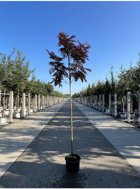 Seidenbaum - Schlafbaum - Seidenakazie 'Summer Chocolate' | Albizia julibrissin 'Summer Chocolate' Seidenbaum - Schlafbaum - Seidenakazie 'Summer Chocolate' | Albizia julibrissin 'Summer Chocolate'