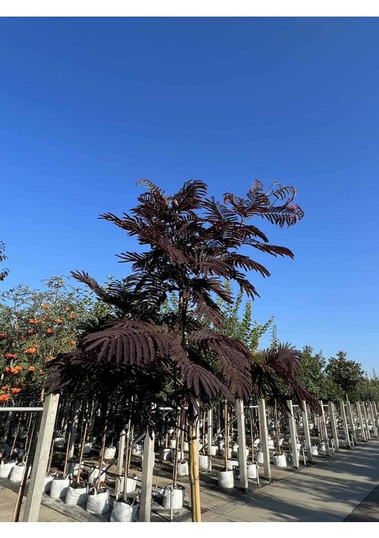 Seidenbaum - Schlafbaum - Seidenakazie 'Summer Chocolate' | Albizia julibrissin 'Summer Chocolate'