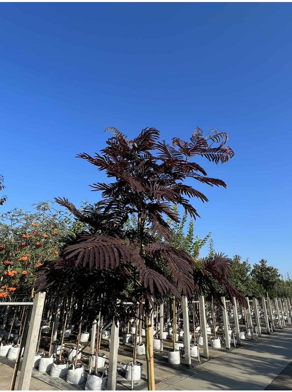 Seidenbaum - Schlafbaum - Seidenakazie 'Summer Chocolate' | Albizia julibrissin 'Summer Chocolate' Seidenbaum - Schlafbaum - Seidenakazie 'Summer Chocolate' | Albizia julibrissin 'Summer Chocolate'