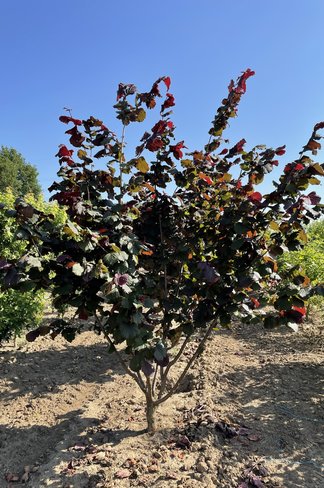 Bluthasel 'Purpurea' | Corylus maxima 'Purpurea'