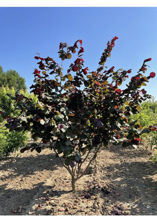 Bluthasel 'Purpurea' | Corylus maxima 'Purpurea'