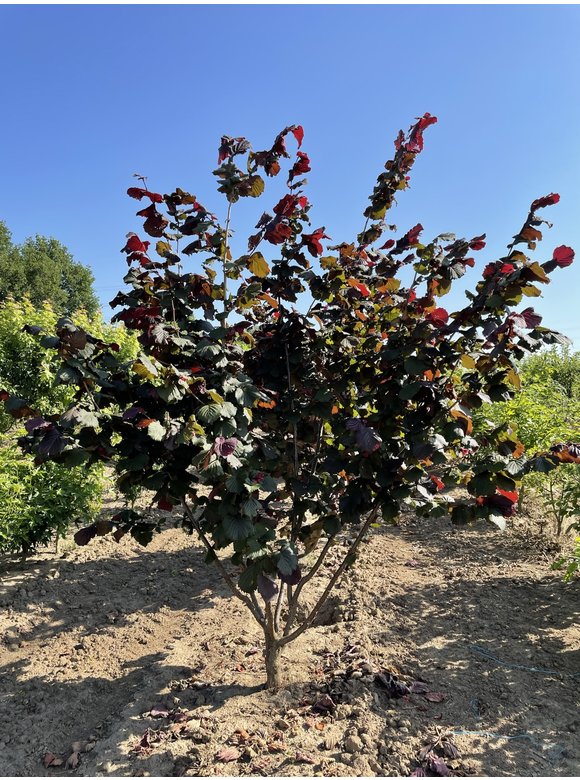 Haselnuss - Purpurhasel - Bluthasel 'Purpurea' | Corylus maxima 'Purpurea' Haselnuss - Purpurhasel - Bluthasel 'Purpurea' | Corylus maxima 'Purpurea'