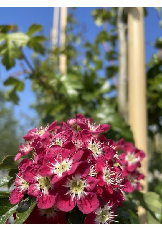 Rotdorn 'Pauls Scarlet' - Mehrstämmig | Crataegus media 'Pauls Scarlet'