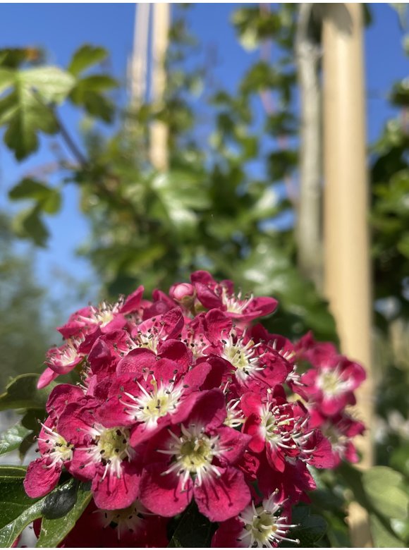 Rotdorn 'Pauls Scarlet' - Mehrstämmig | Crataegus media 'Pauls Scarlet' Rotdorn 'Pauls Scarlet' - Mehrstämmig | Crataegus media 'Pauls Scarlet'