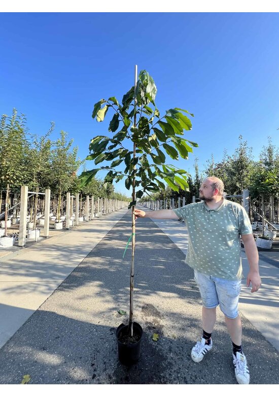 Pawpawbaum | Asimina triloba 'Prolific'