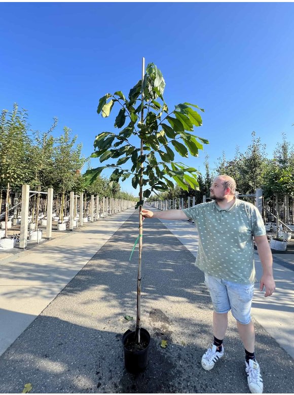Indianerbanane - Pawpaw 'Prolific' | Asimina triloba 'Prolific' Indianerbanane - Pawpaw 'Prolific' | Asimina triloba 'Prolific'