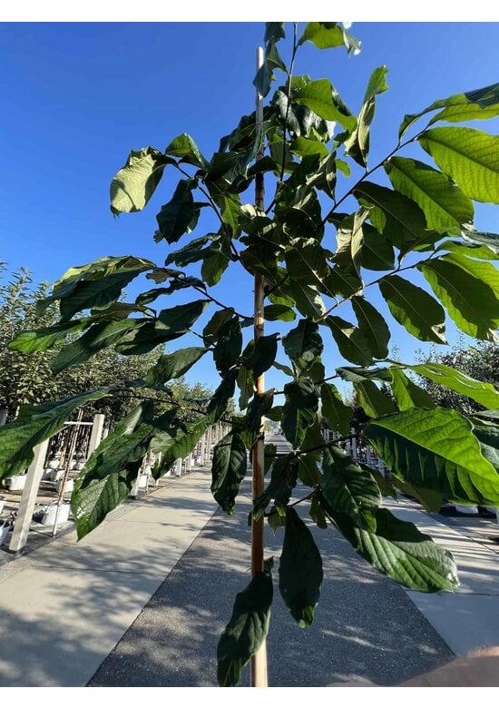 Indianerbanane 'Prolific' | Asimina triloba 'Prolific'