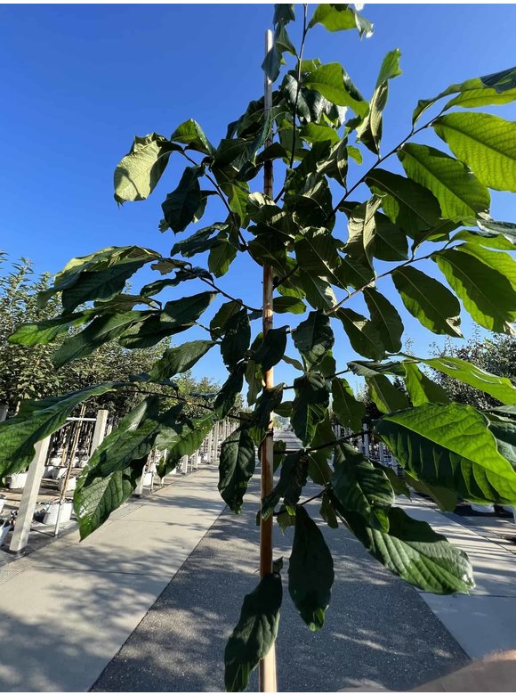Pawpawbaum | Asimina triloba 'Prolific' Pawpawbaum | Asimina triloba 'Prolific'