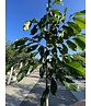Indianerbanane 'Prolific' | Asimina triloba 'Prolific'