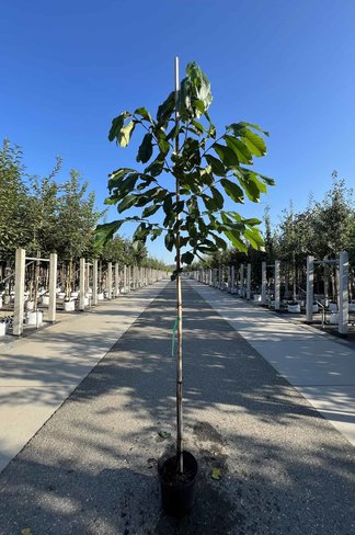 Indianerbanane 'Prolific' | Asimina triloba 'Prolific'