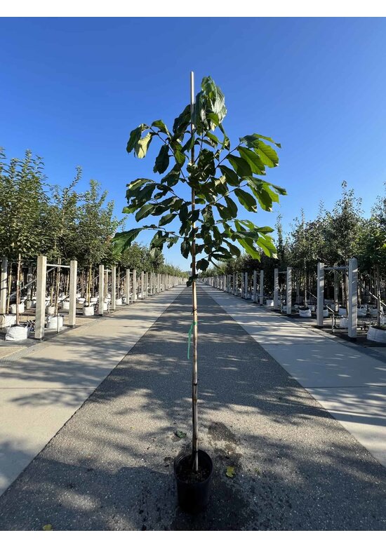 Indianerbanane 'Prolific' | Asimina triloba 'Prolific'