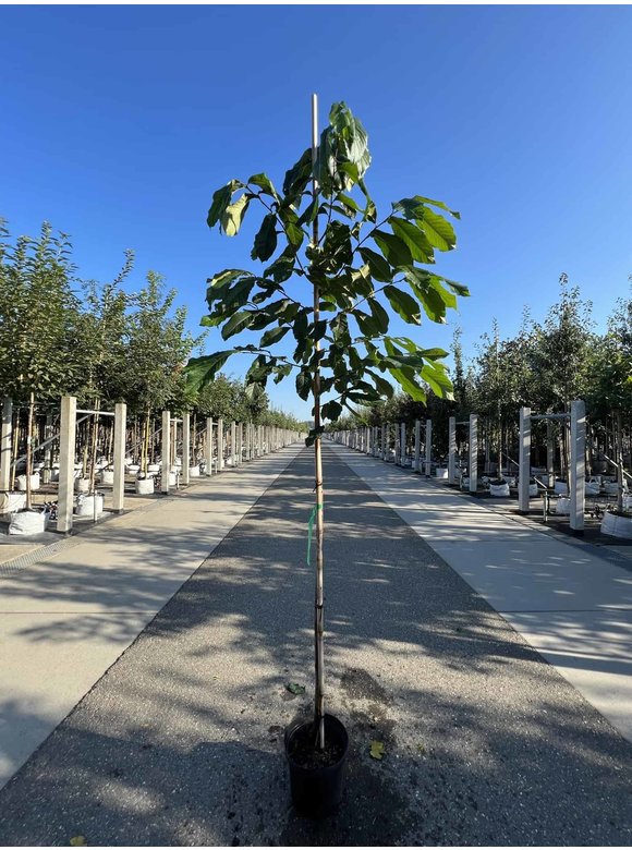 Pawpawbaum | Asimina triloba 'Prolific' Pawpawbaum | Asimina triloba 'Prolific'