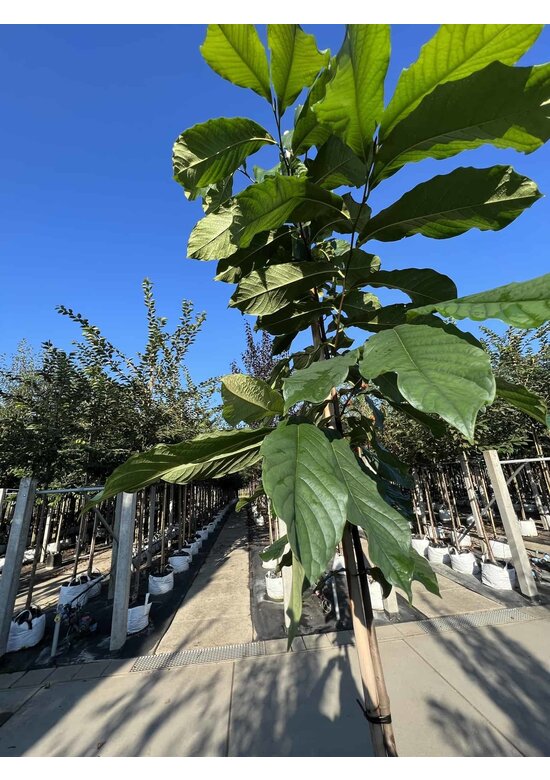 Indianerbanane 'Prolific' | Asimina triloba 'Prolific'