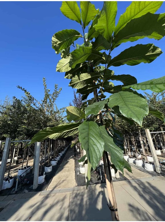 Pawpawbaum | Asimina triloba 'Prolific' Pawpawbaum | Asimina triloba 'Prolific'