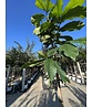 Indianerbanane 'Prolific' | Asimina triloba 'Prolific'