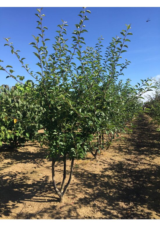 Zierapfel 'Red Sentinel' Mehrstämmig | Malus 'Red Sentinel'