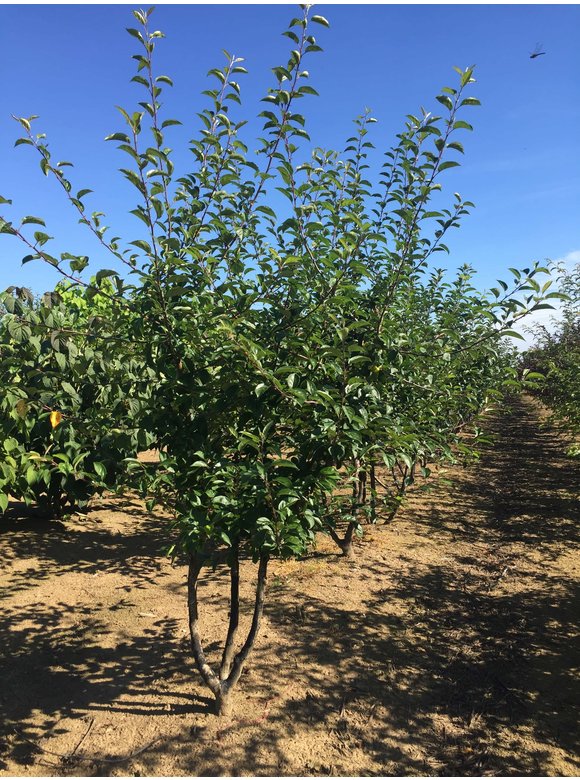 Zierapfel 'Red Sentinel' - Mehrstämmig | Malus 'Red Sentinel' Zierapfel 'Red Sentinel' - Mehrstämmig | Malus 'Red Sentinel'