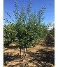 Zierapfel 'Red Sentinel' Mehrstämmig | Malus 'Red Sentinel' Zierapfel 'Red Sentinel' Mehrstämmig | Malus 'Red Sentinel'