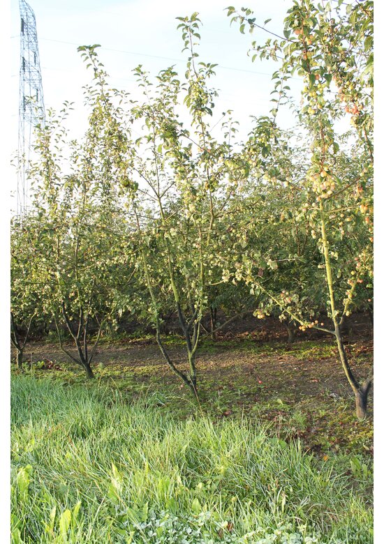 Zierapfel 'Red Sentinel' Mehrstämmig | Malus 'Red Sentinel'