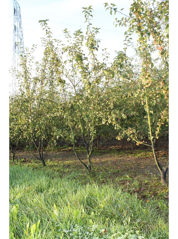 Zierapfel 'Red Sentinel' - Mehrstämmig | Malus 'Red Sentinel' Zierapfel 'Red Sentinel' - Mehrstämmig | Malus 'Red Sentinel'