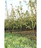 Zierapfel 'Red Sentinel' Mehrstämmig | Malus 'Red Sentinel' Zierapfel 'Red Sentinel' Mehrstämmig | Malus 'Red Sentinel'