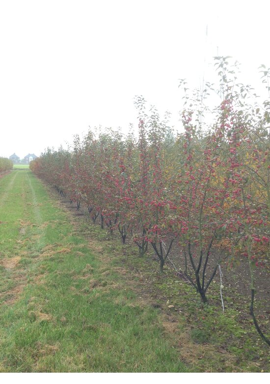 Zierapfel 'Red Sentinel' Mehrstämmig | Malus 'Red Sentinel'