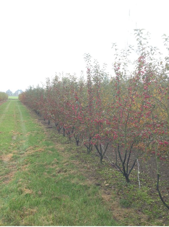 Zierapfel 'Red Sentinel' - Mehrstämmig | Malus 'Red Sentinel' Zierapfel 'Red Sentinel' - Mehrstämmig | Malus 'Red Sentinel'