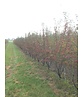 Zierapfel 'Red Sentinel' Mehrstämmig | Malus 'Red Sentinel' Zierapfel 'Red Sentinel' Mehrstämmig | Malus 'Red Sentinel'
