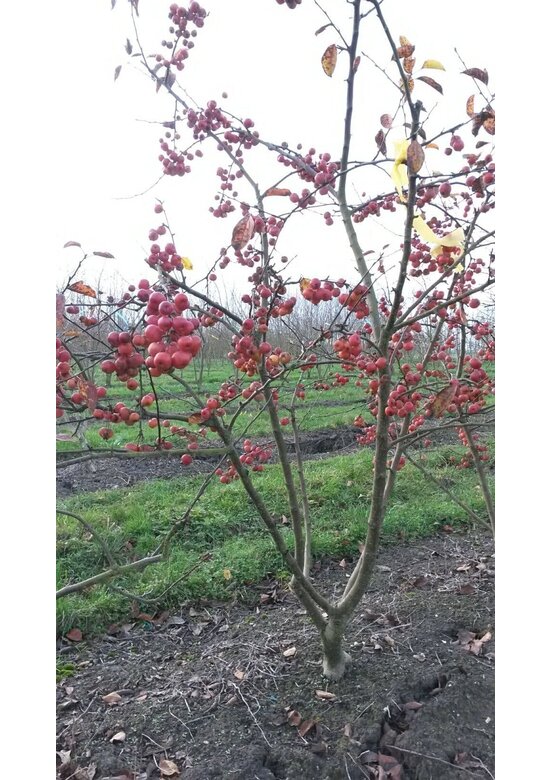 Zierapfel 'Red Sentinel' Mehrstämmig | Malus 'Red Sentinel' Zierapfel 'Red Sentinel' Mehrstämmig | Malus 'Red Sentinel'