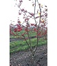 Zierapfel 'Red Sentinel' Mehrstämmig | Malus 'Red Sentinel'