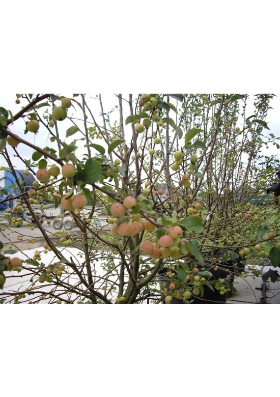 Zierapfel 'Red Sentinel' Mehrstämmig | Malus 'Red Sentinel'