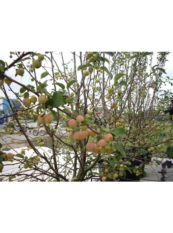 Zierapfel 'Red Sentinel' - Mehrstämmig | Malus 'Red Sentinel' Zierapfel 'Red Sentinel' - Mehrstämmig | Malus 'Red Sentinel'