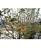 Zierapfel 'Red Sentinel' Mehrstämmig | Malus 'Red Sentinel' Zierapfel 'Red Sentinel' Mehrstämmig | Malus 'Red Sentinel'