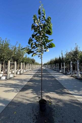 Indianerbanane - Pawpaw 'Sunflower' | Asimina triloba 'Sunflower'