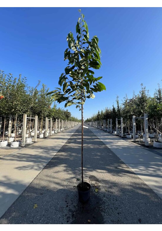 Indianerbanane - Pawpaw 'Sunflower' | Asimina triloba 'Sunflower'