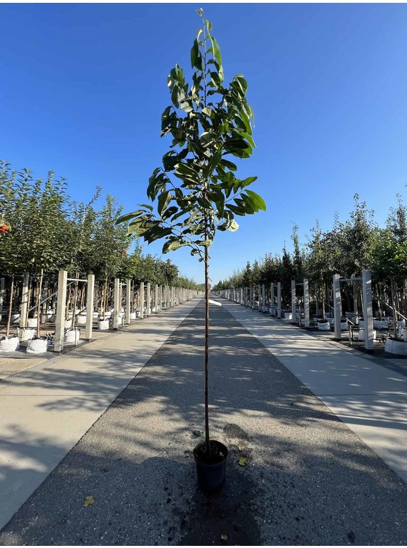 Indianerbanane - Pawpaw 'Sunflower' | Asimina triloba 'Sunflower' Indianerbanane - Pawpaw 'Sunflower' | Asimina triloba 'Sunflower'