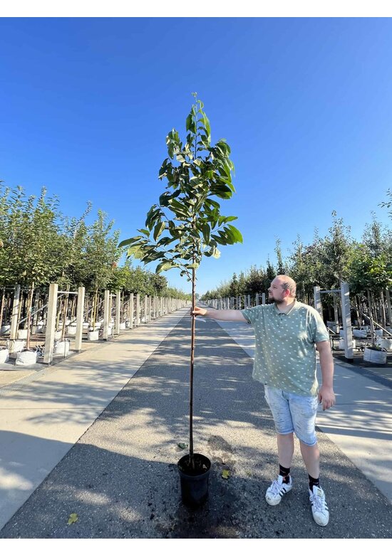 Indianerbanane - Pawpaw 'Sunflower' | Asimina triloba 'Sunflower'