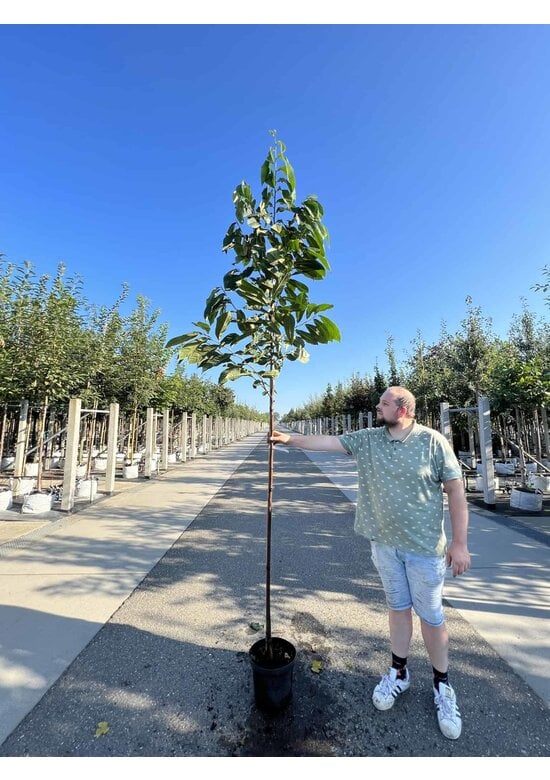 Indianerbanane - Pawpaw 'Sunflower' | Asimina triloba 'Sunflower'