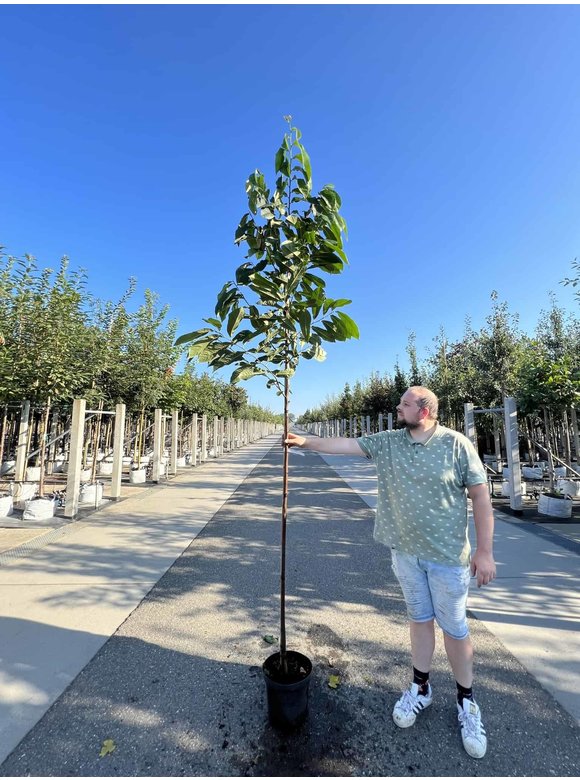 Indianerbanane - Pawpaw 'Sunflower' | Asimina triloba 'Sunflower' Indianerbanane - Pawpaw 'Sunflower' | Asimina triloba 'Sunflower'