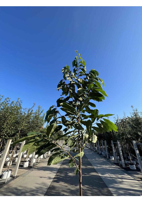 Indianerbanane - Pawpaw 'Sunflower' | Asimina triloba 'Sunflower'