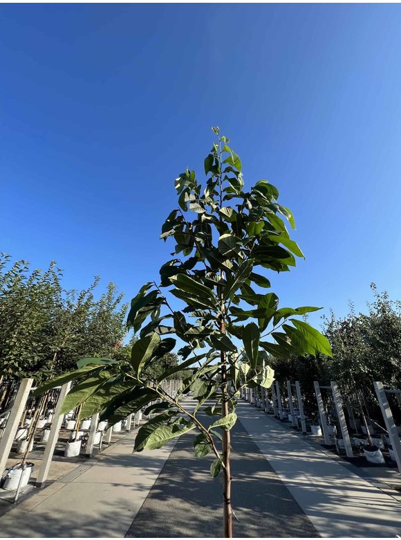 Indianerbanane - Pawpaw 'Sunflower' | Asimina triloba 'Sunflower' Indianerbanane - Pawpaw 'Sunflower' | Asimina triloba 'Sunflower'