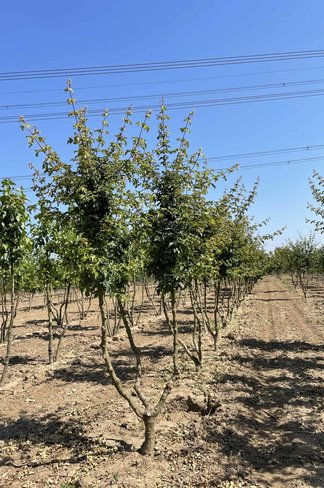 Feldahorn 'Elsrijk' - Mehrstämmig | Acer campestre 'Elsrijk'