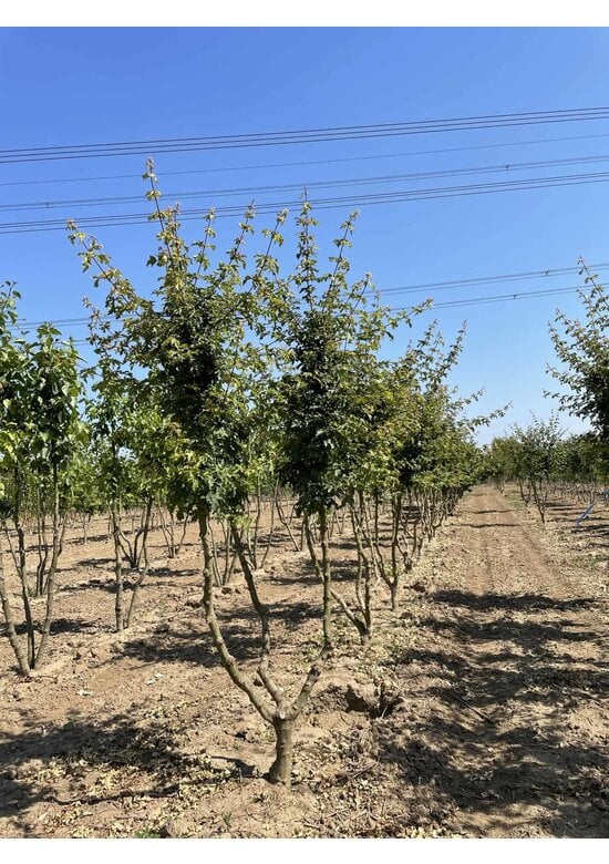 Feldahorn 'Elsrijk' - Mehrstämmig | Acer campestre 'Elsrijk'