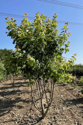 Rot-Ahorn 'Autumn Blaze' - Mehrstämmig | Acer freemanii 'Autumn Blaze'