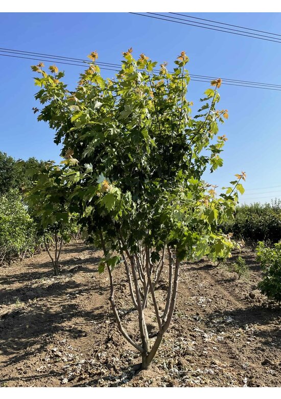 Rot-Ahorn 'Autumn Blaze' - Mehrstämmig | Acer freemanii 'Autumn Blaze'