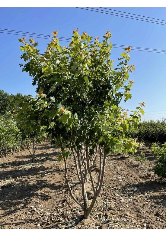 Rot-Ahorn 'Autumn Blaze' - Mehrstämmig | Acer freemanii 'Autumn Blaze'