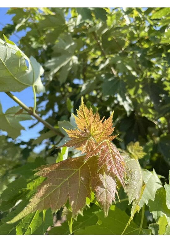 Rot-Ahorn 'Autumn Blaze' - Mehrstämmig | Acer freemanii 'Autumn Blaze'
